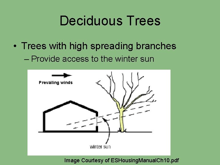 Deciduous Trees • Trees with high spreading branches – Provide access to the winter