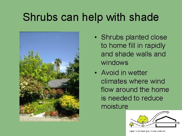 Shrubs can help with shade • Shrubs planted close to home fill in rapidly
