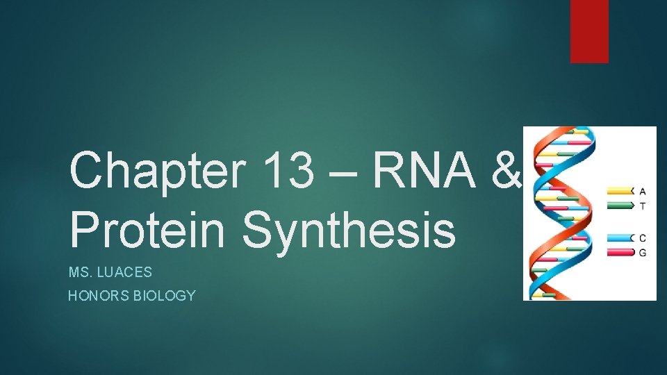 Chapter 13 – RNA & Protein Synthesis MS. LUACES HONORS BIOLOGY 