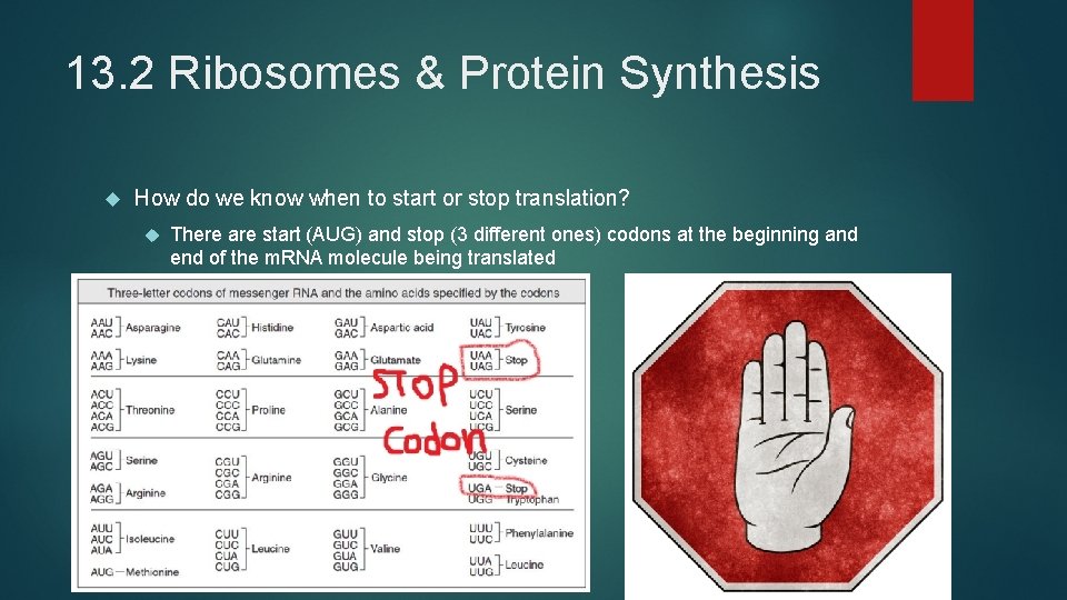 13. 2 Ribosomes & Protein Synthesis How do we know when to start or