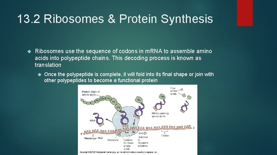 13. 2 Ribosomes & Protein Synthesis Ribosomes use the sequence of codons in m.