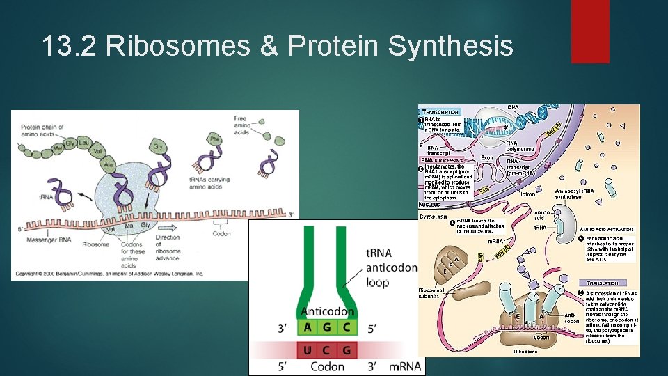 13. 2 Ribosomes & Protein Synthesis 