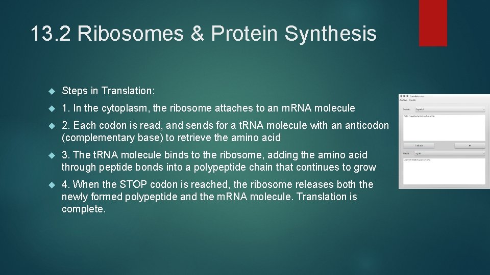 13. 2 Ribosomes & Protein Synthesis Steps in Translation: 1. In the cytoplasm, the