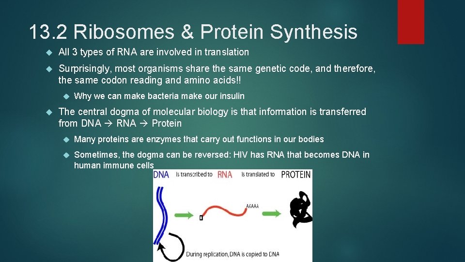 13. 2 Ribosomes & Protein Synthesis All 3 types of RNA are involved in