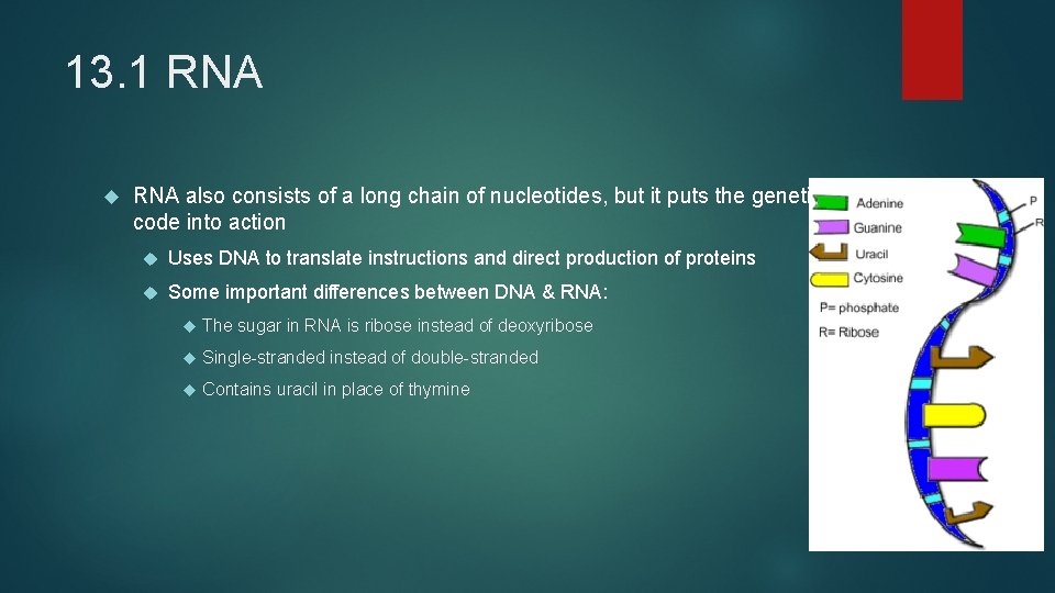 13. 1 RNA also consists of a long chain of nucleotides, but it puts