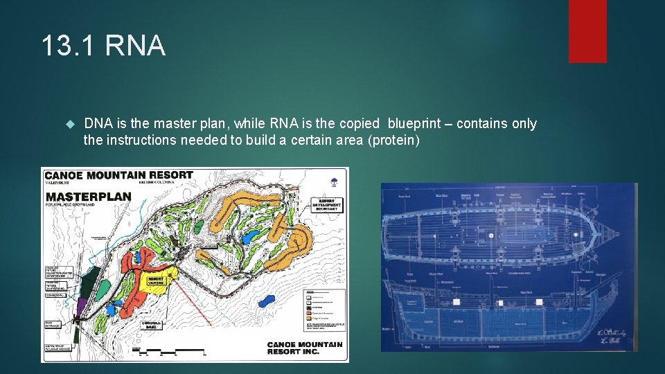 13. 1 RNA DNA is the master plan, while RNA is the copied blueprint