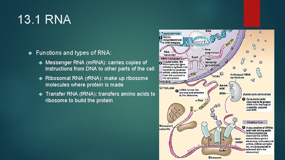 13. 1 RNA Functions and types of RNA: Messenger RNA (m. RNA): carries copies