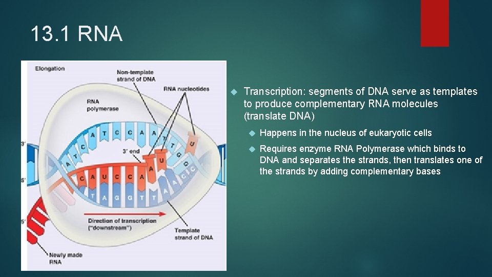 13. 1 RNA Transcription: segments of DNA serve as templates to produce complementary RNA