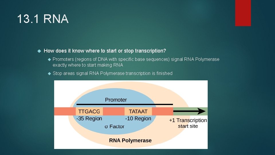 13. 1 RNA How does it know where to start or stop transcription? Promoters