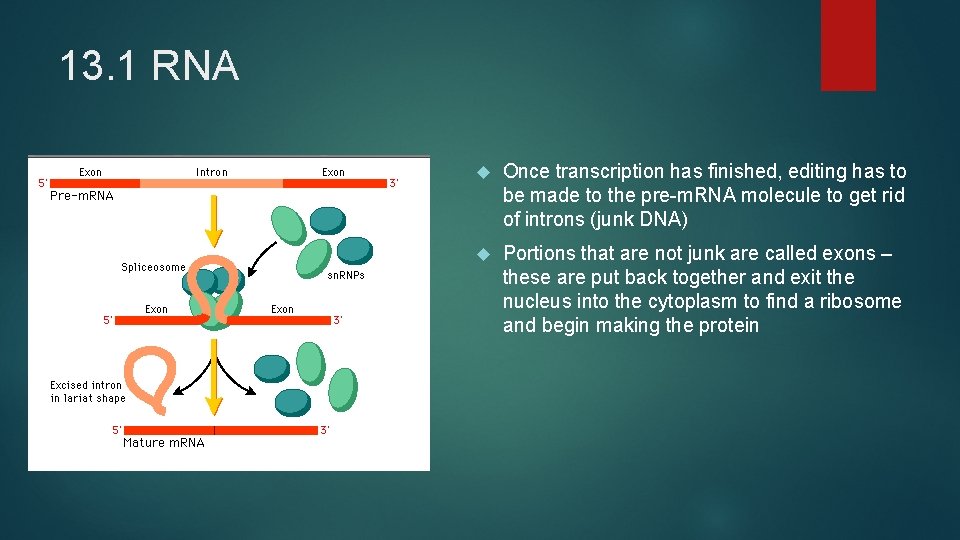 13. 1 RNA Once transcription has finished, editing has to be made to the