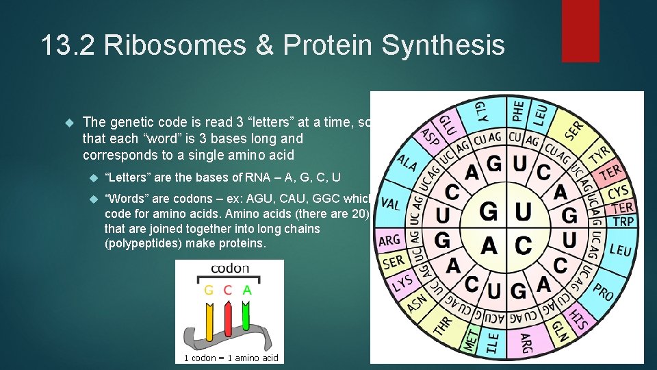 13. 2 Ribosomes & Protein Synthesis The genetic code is read 3 “letters” at