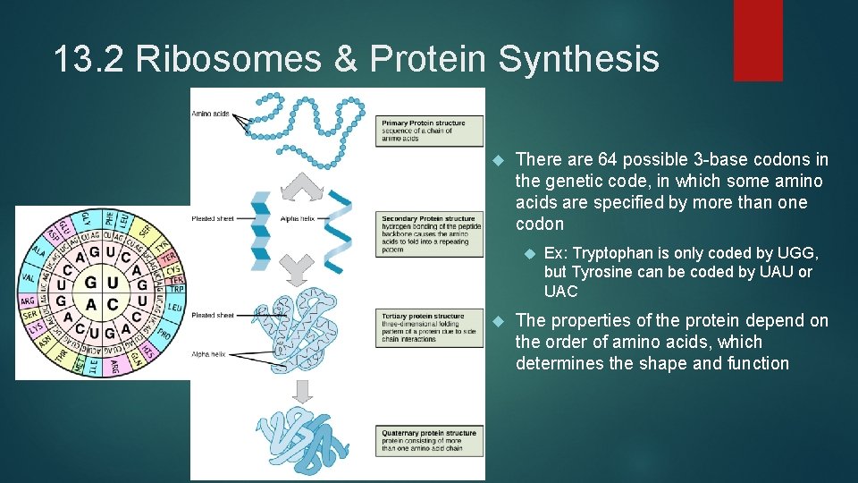 13. 2 Ribosomes & Protein Synthesis There are 64 possible 3 -base codons in