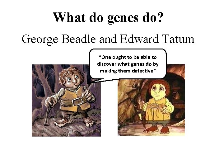 What do genes do? George Beadle and Edward Tatum “One ought to be able