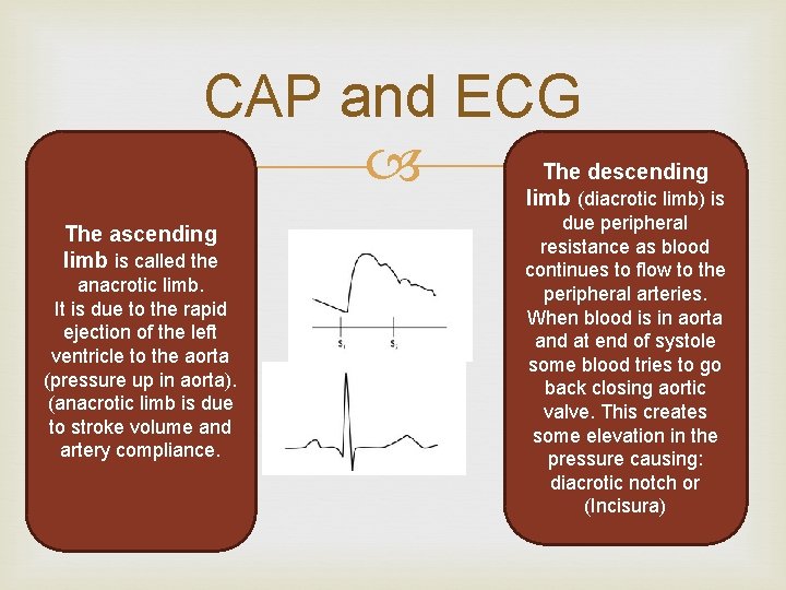 CAP and ECG The descending limb (diacrotic limb) is The ascending limb is called