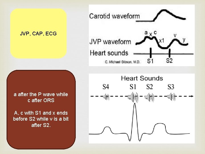 JVP, CAP, ECG a after the P wave while c after ORS A, c