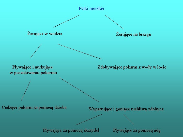 Ptaki morskie Żerujące w wodzie Pływające i nurkujące w poszukiwaniu pokarmu Cedzące pokarm za