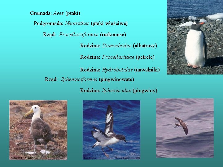 Gromada: Aves (ptaki) Podgromada: Neornithes (ptaki właściwe) Rząd: Procellariiformes (rurkonose) Rodzina: Diomedeidae (albatrosy) Rodzina: