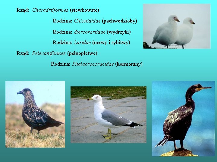 Rząd: Charadriiformes (siewkowate) Rodzina: Chionididae (pachwodzioby) Rodzina: Stercorariidae (wydrzyki) Rodzina: Laridae (mewy i rybitwy)