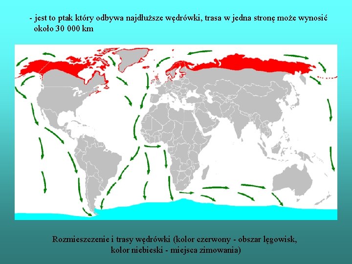 - jest to ptak który odbywa najdłuższe wędrówki, trasa w jedna stronę może wynosić