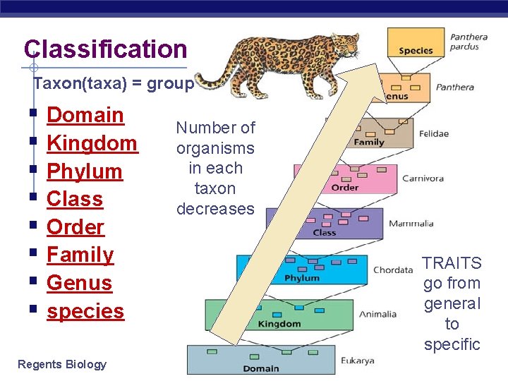 Classification Taxon(taxa) = group § Domain § Kingdom § Phylum § Class § Order Classification Taxon(taxa) = group § Domain § Kingdom § Phylum § Class § Order