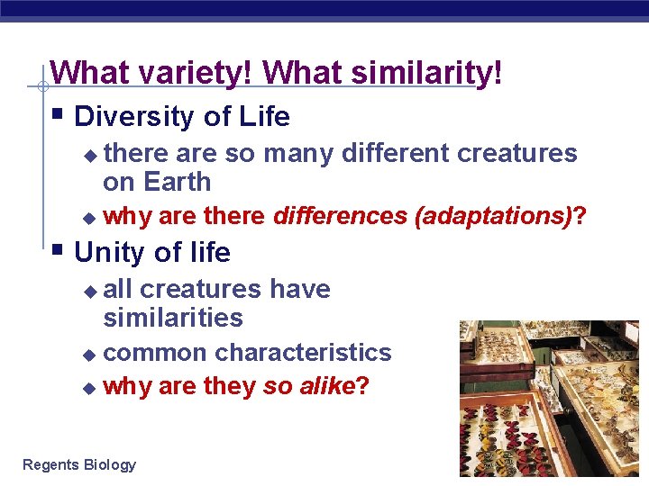 What variety! What similarity! § Diversity of Life u u there are so many What variety! What similarity! § Diversity of Life u u there are so many