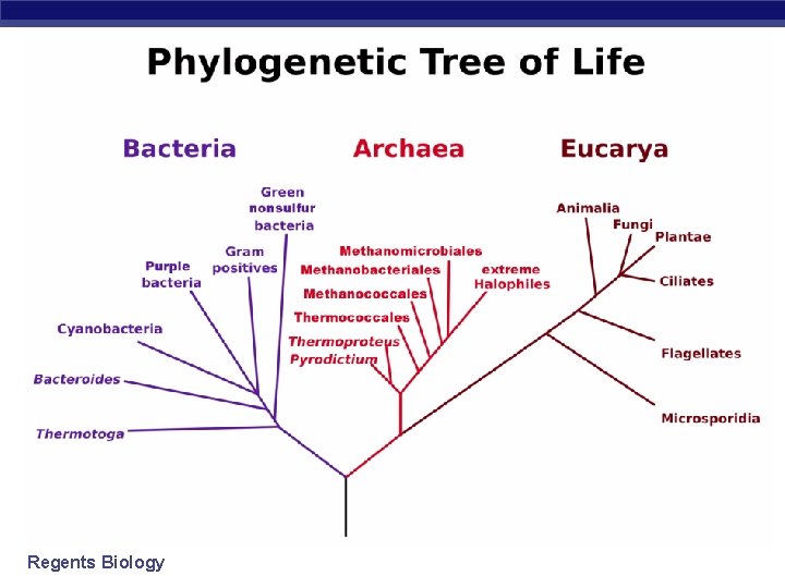 Regents Biology Regents Biology