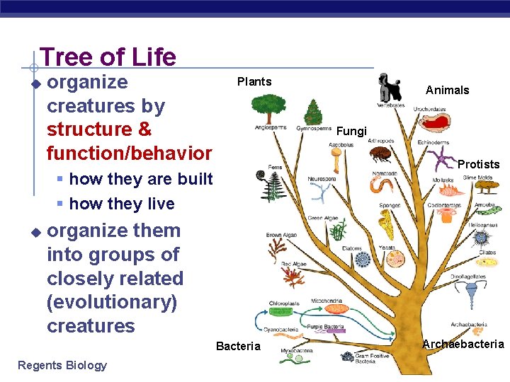 Tree of Life u organize creatures by structure & function/behavior Plants Fungi Protists § Tree of Life u organize creatures by structure & function/behavior Plants Fungi Protists §
