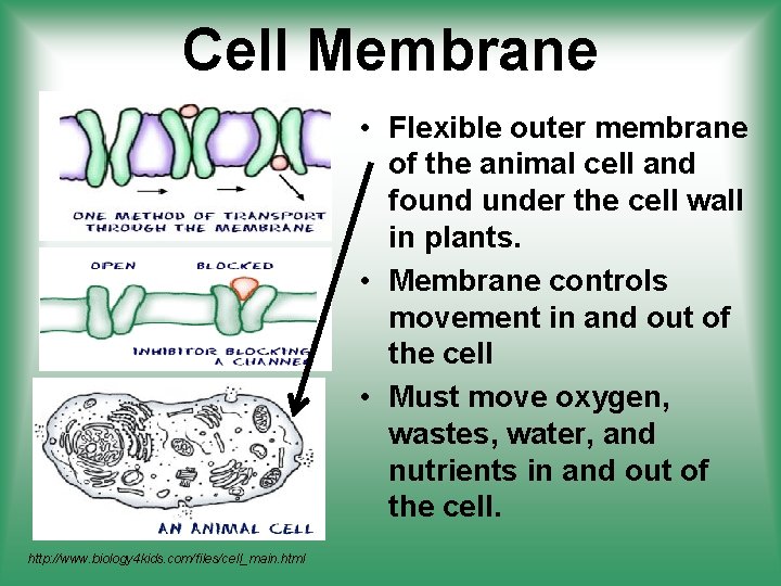 Cell Membrane • Flexible outer membrane of the animal cell and found under the