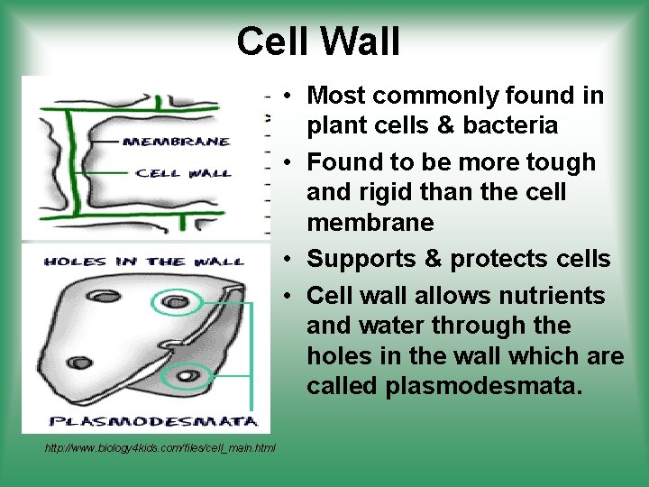 Cell Wall • Most commonly found in plant cells & bacteria • Found to