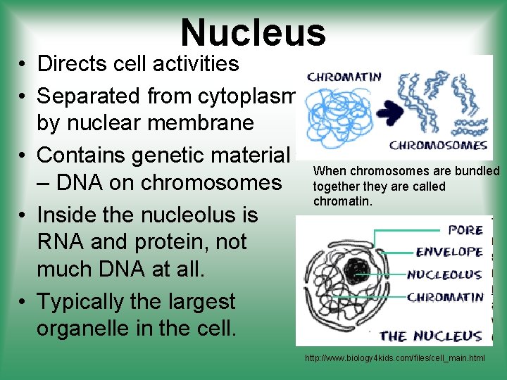 Nucleus • Directs cell activities • Separated from cytoplasm by nuclear membrane • Contains