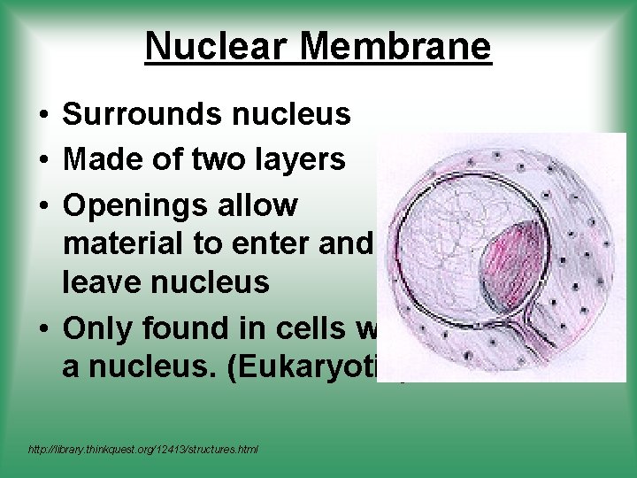 Nuclear Membrane • Surrounds nucleus • Made of two layers • Openings allow material