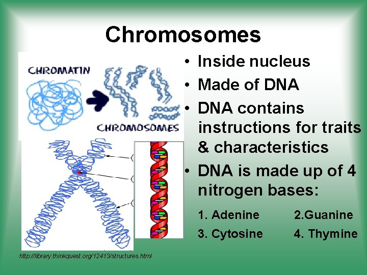 Chromosomes • Inside nucleus • Made of DNA • DNA contains instructions for traits