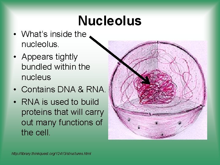 Nucleolus • What’s inside the nucleolus. • Appears tightly bundled within the nucleus •