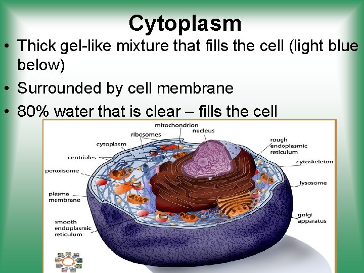 Cytoplasm • Thick gel-like mixture that fills the cell (light blue below) • Surrounded