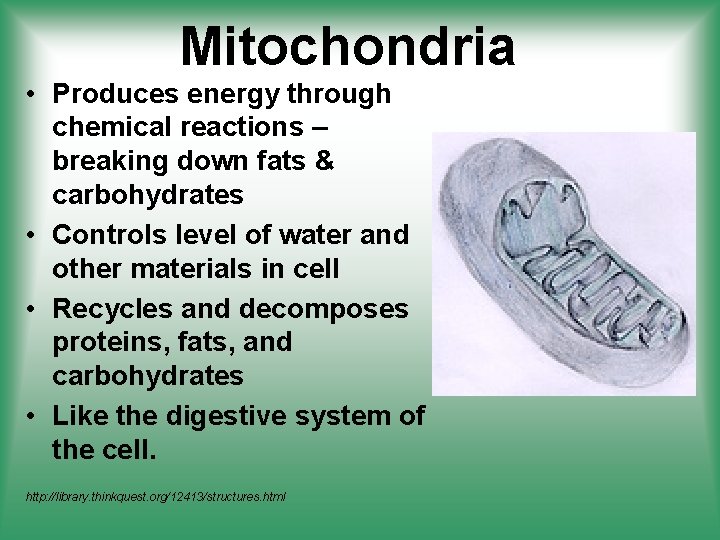 Mitochondria • Produces energy through chemical reactions – breaking down fats & carbohydrates •