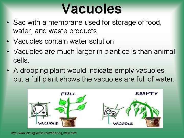 Vacuoles • Sac with a membrane used for storage of food, water, and waste