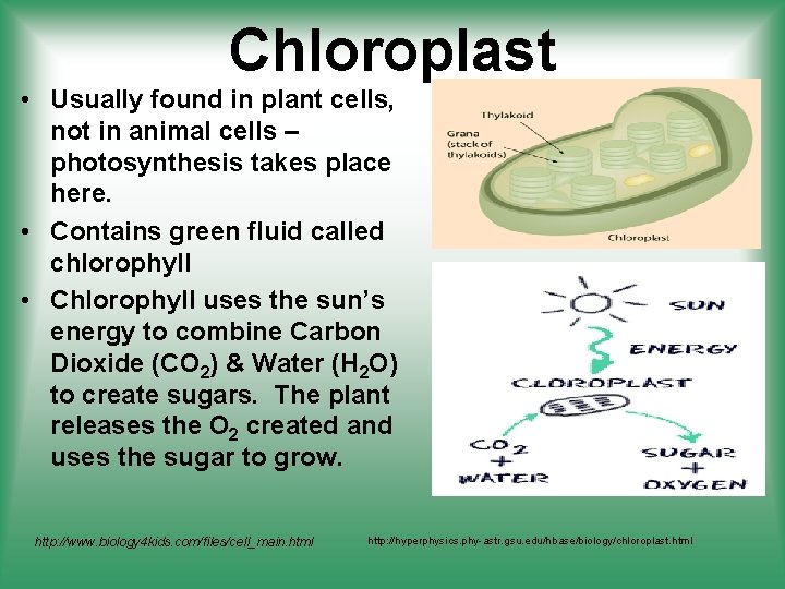 Chloroplast • Usually found in plant cells, not in animal cells – photosynthesis takes