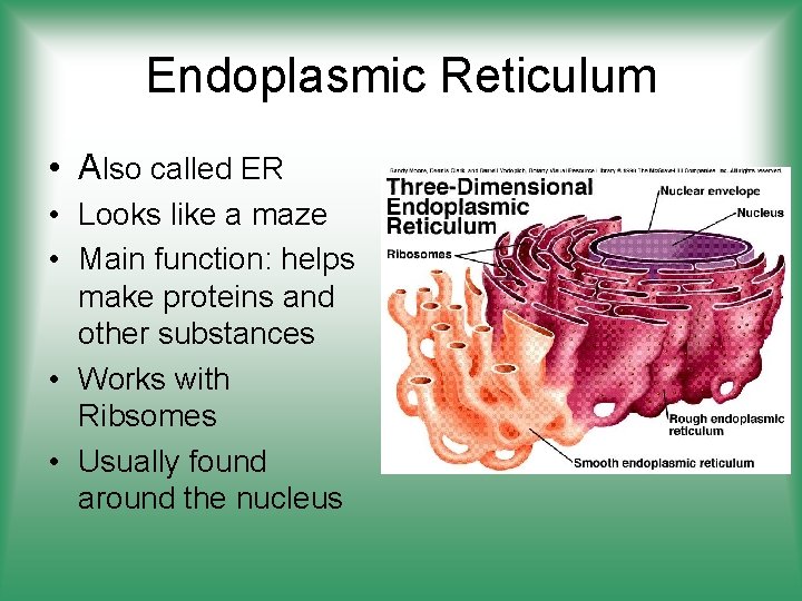 Endoplasmic Reticulum • Also called ER • Looks like a maze • Main function: