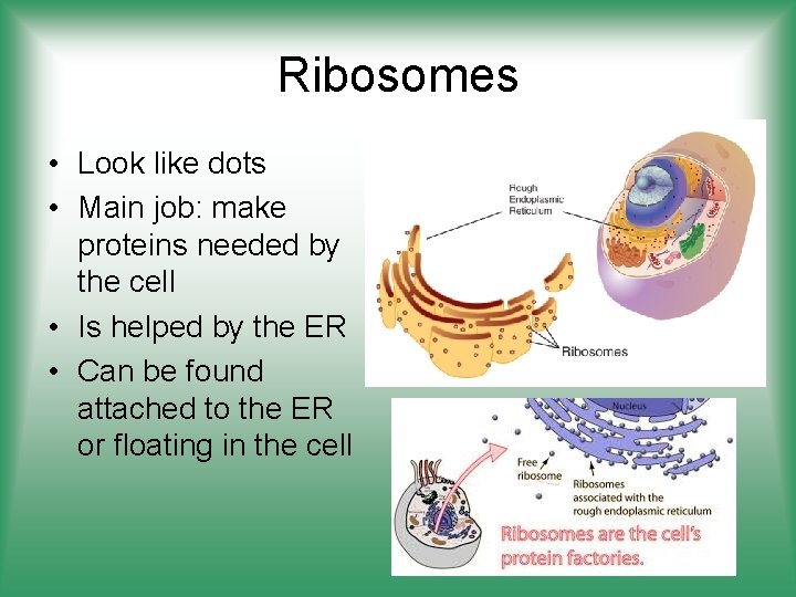 Ribosomes • Look like dots • Main job: make proteins needed by the cell