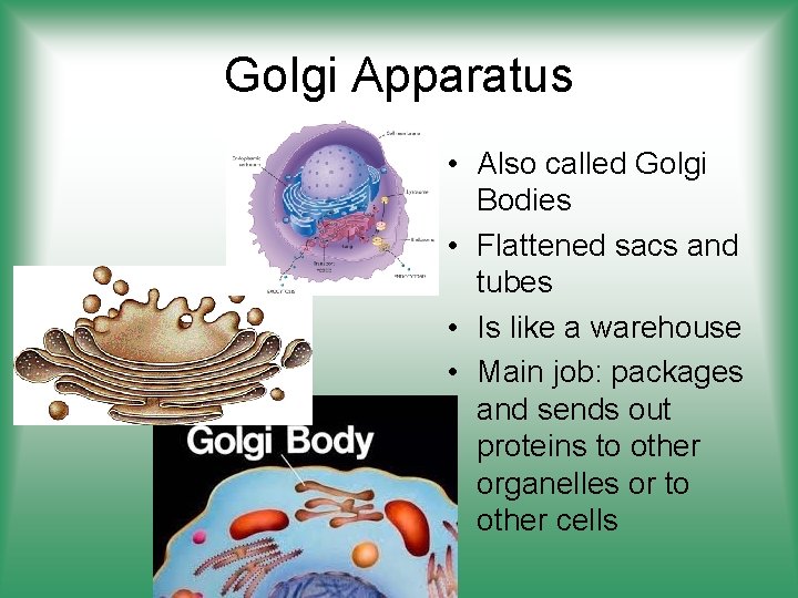 Golgi Apparatus • Also called Golgi Bodies • Flattened sacs and tubes • Is