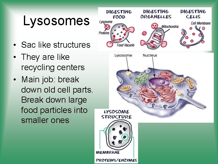 Lysosomes • Sac like structures • They are like recycling centers • Main job: