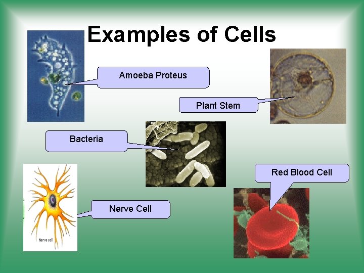 Examples of Cells Amoeba Proteus Plant Stem Bacteria Red Blood Cell Nerve Cell 