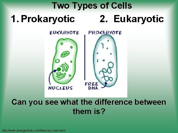 Two Types of Cells 1. Prokaryotic 2. Eukaryotic Can you see what the difference