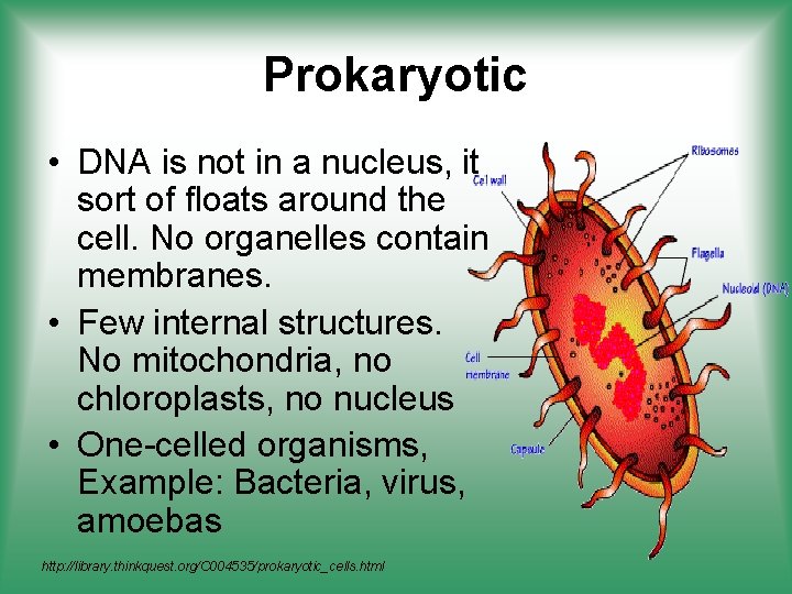 Prokaryotic • DNA is not in a nucleus, it sort of floats around the