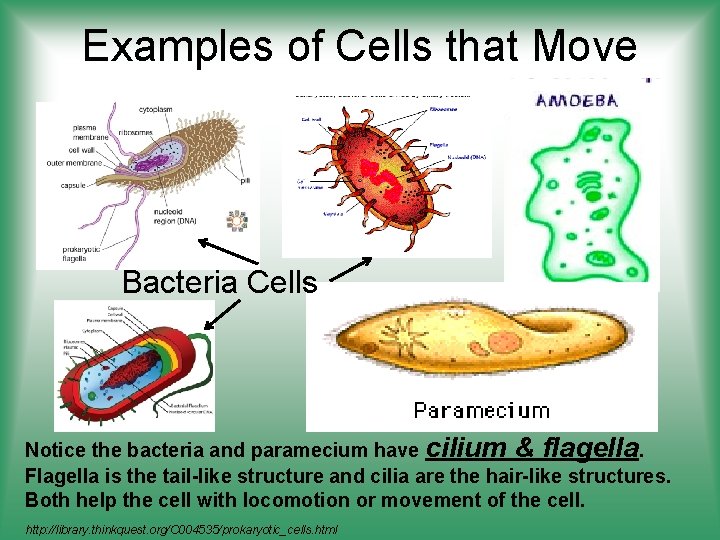 Examples of Cells that Move Bacteria Cells Notice the bacteria and paramecium have cilium
