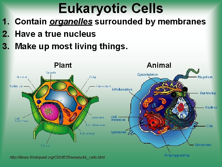 Eukaryotic Cells 1. Contain organelles surrounded by membranes 2. Have a true nucleus 3.
