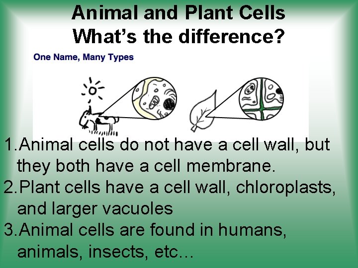 Animal and Plant Cells What’s the difference? 1. Animal cells do not have a