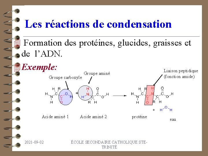 Les réactions de condensation 4 Formation des protéines, glucides, graisses et de l’ADN. 4