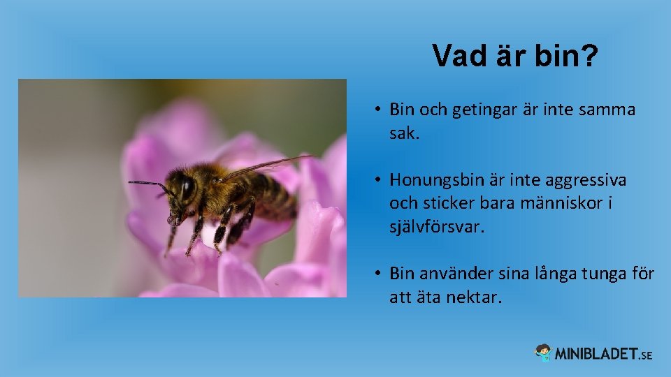 Vad är bin? • Bin och getingar är inte samma sak. • Honungsbin är