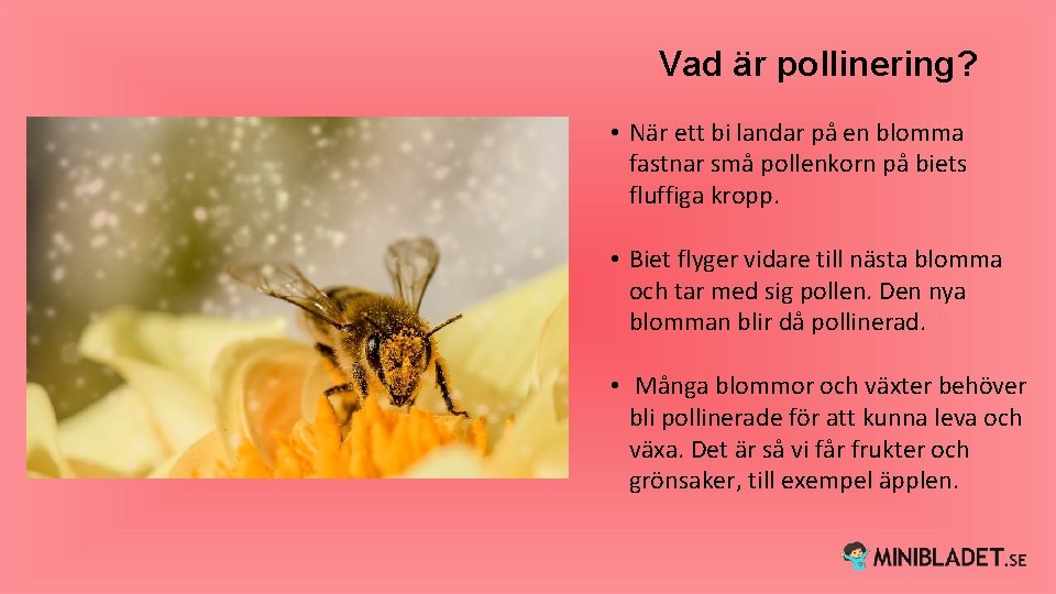 Vad är pollinering? • När ett bi landar på en blomma fastnar små pollenkorn